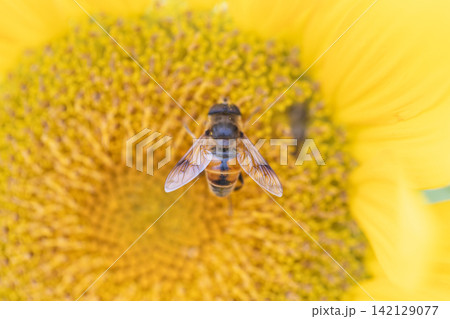 ヒマワリの蜜を吸う蜂 142129077