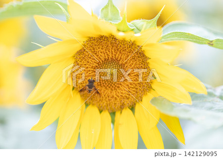ヒマワリの蜜を吸う蜂 ヒマワリの蜜を吸う蜂 142129095
