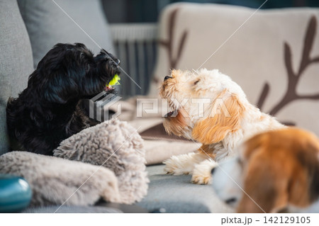 Playful Maltipoo Puppy Barking at a Yorkshire Terrier Dog Holding a Ball on a Living Room Sofa at Home Playful Maltipoo Puppy Barking at a Yorkshire Terrier Dog Holding a Ball on a Living Room Sofa at Home 142129105