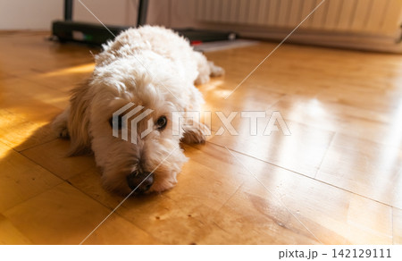 Cream Maltipoo Puppy Lying on Polished Wooden Floor in Sunlight 142129111