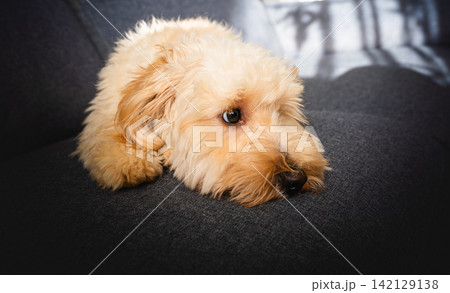 Cute Maltipoo Puppy Resting Head on Dark Grey Sofa 142129138