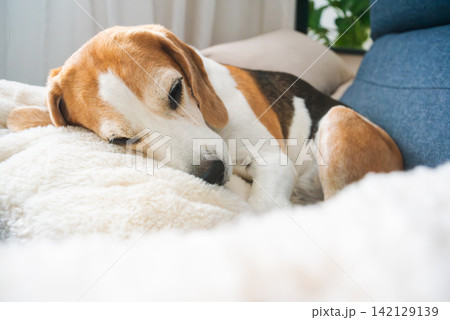 Close Up of a Beagle Dog Sleeping on a White Fluffy Blanket 142129139