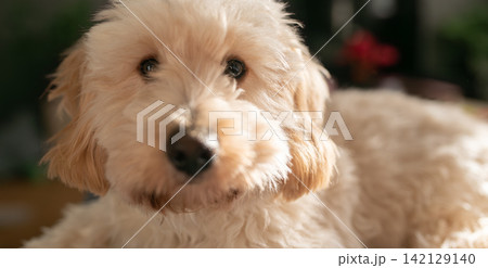 Close Up Portrait of a Cream Maltipoo Puppy Looking at Camera 142129140