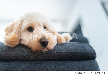 Close Up of a Cute Cream Maltipoo Puppy Resting Head on Blue Sofa Armrest 142129141