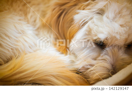 Macro Texture of Fluffy Cream Maltipoo Dog Fur While Sleeping 142129147