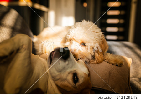 Maltipoo and Beagle Dogs Sharing a Moment in Golden Hour Light Maltipoo and Beagle Dogs Sharing a Moment in Golden Hour Light 142129148