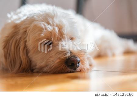 Cream Maltipoo Puppy Napping on a Sunlit Wooden Floor Cream Maltipoo Puppy Napping on a Sunlit Wooden Floor 142129160