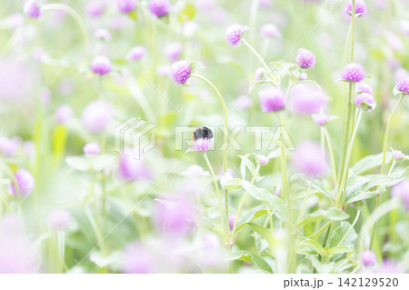 センニチコウの蜜を吸う蜂 センニチコウの蜜を吸う蜂 142129520