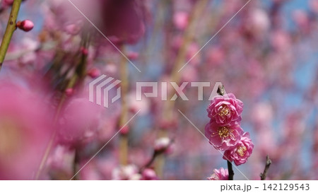 咲き誇る梅の花々 咲き誇る梅の花々 142129543