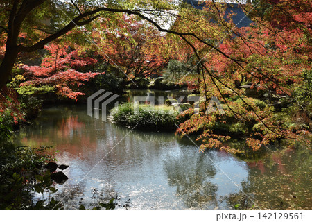 金戒光明寺 方丈北庭 モミジと鎧之池(京都市左京区) 金戒光明寺 方丈北庭 モミジと鎧之池(京都市左京区) 142129561