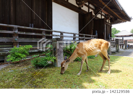 Sika deer grazing near traditional temple in Nara, Japan Sika deer grazing near traditional temple in Nara, Japan 142129586
