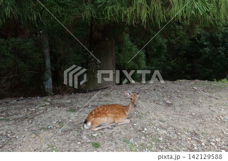 Sika deer grazing near traditional temple in Nara, Japan 142129588