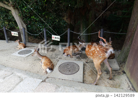 Sika deer grazing near traditional temple in Nara, Japan Sika deer grazing near traditional temple in Nara, Japan 142129589