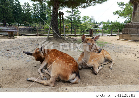 Sika deer grazing near traditional temple in Nara, Japan Sika deer grazing near traditional temple in Nara, Japan 142129593