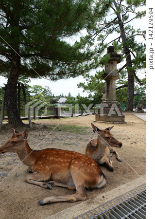 Sika deer grazing near traditional temple in Nara, Japan Sika deer grazing near traditional temple in Nara, Japan 142129594