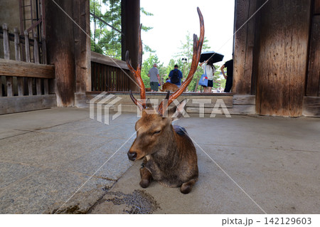 Sika deer grazing near traditional temple in Nara, Japan Sika deer grazing near traditional temple in Nara, Japan 142129603