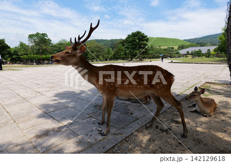 Sika deer grazing near traditional temple in Nara, Japan 142129618
