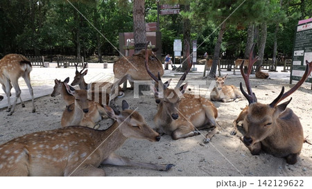 Sika deer grazing near traditional temple in Nara, Japan Sika deer grazing near traditional temple in Nara, Japan 142129622
