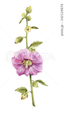 Pink mallow flower . Botanical illustration of a summer garden plant with blooming flowers and green leaves.  142129878