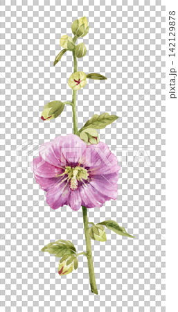 Pink mallow flower . Botanical illustration of a summer garden plant with blooming flowers and green leaves.  142129878