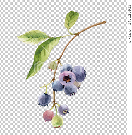 Blueberry branch with green leaves drawn in watercolor. Blueberry branch with green leaves drawn in watercolor. 142129913