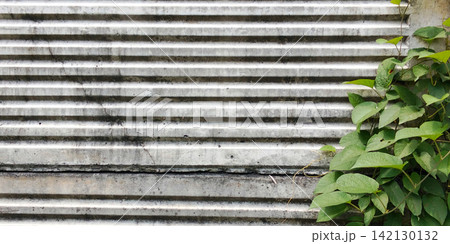 Green climbing plants on a ribbed concrete wall. 142130132