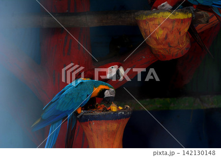 Multiple colorful macaws feeding together inside a zoo enclosure exhibit Multiple colorful macaws feeding together inside a zoo enclosure exhibit 142130148