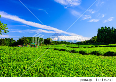 夏の快晴の朝 大淵笹場でカラフルな風車のオブジェ越しに望む茶畑と富士山の風景 夏の快晴の朝 大淵笹場でカラフルな風車のオブジェ越しに望む茶畑と富士山の風景 142130231