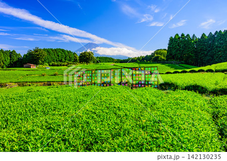 夏の快晴の朝 大淵笹場でカラフルな風車のオブジェ越しに望む茶畑と富士山の風景 夏の快晴の朝 大淵笹場でカラフルな風車のオブジェ越しに望む茶畑と富士山の風景 142130235