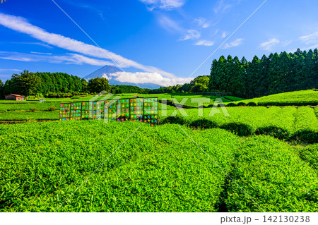 夏の快晴の朝 大淵笹場でカラフルな風車のオブジェ越しに望む茶畑と富士山の風景 夏の快晴の朝 大淵笹場でカラフルな風車のオブジェ越しに望む茶畑と富士山の風景 142130238