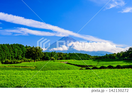 夏の快晴の朝 大淵笹場の美しい茶畑の向こうに雲間から顔を出した夏の富士山の風景 夏の快晴の朝 大淵笹場の美しい茶畑の向こうに雲間から顔を出した夏の富士山の風景 142130272