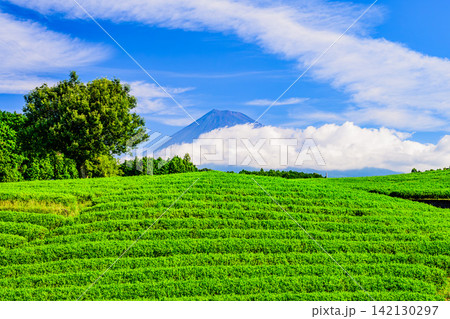 夏の快晴の朝 大淵笹場の美しい茶畑の向こうに雲間から顔を出した夏の富士山の風景 142130297