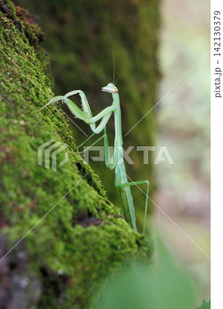 木にとまるカマキリ 木にとまるカマキリ 142130379