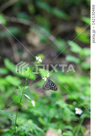 宮古島のムツウサの花で吸蜜するリュウキュウアサギマダラ 宮古島のムツウサの花で吸蜜するリュウキュウアサギマダラ 142130466