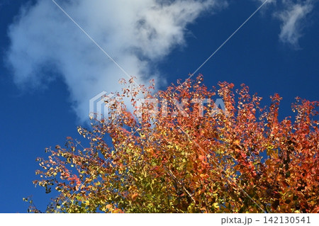 11月、河内長野市烏帽子形公園の紅葉する木と秋の空 11月、河内長野市烏帽子形公園の紅葉する木と秋の空 142130541