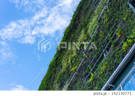 Low angle view of building facade covered in vertical garden with green wall and ferns in Fukuoka, Japan. ESG & sustainable concept Low angle view of building facade covered in vertical garden with green wall and ferns in Fukuoka, Japan. ESG & sustainable concept 142130771