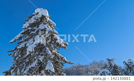 たっぷり雪をまとった木 たっぷり雪をまとった木 142130881