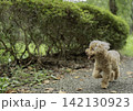 自然を楽しみながら散歩するトイプードル 142130923
