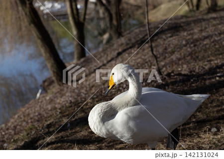 Whooper Swan Standing on Sunny Ground Near Lake Shore in Spring Wildlife Macro Whooper Swan Standing on Sunny Ground Near Lake Shore in Spring Wildlife Macro 142131024