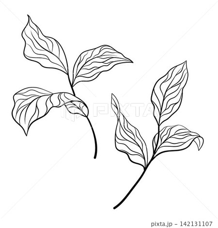 Three outline leaves on thin branch 142131107