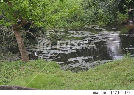 Calm pond water covered with lily pads surrounded by green trees and grass Calm pond water covered with lily pads surrounded by green trees and grass 142131378