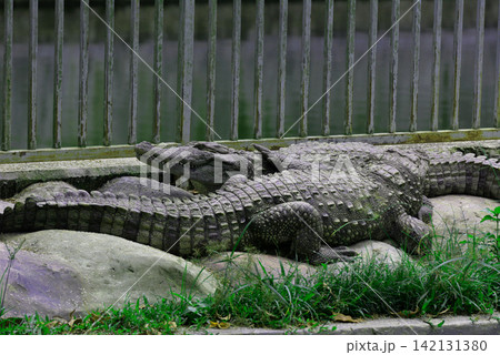 Large crocodiles resting on rocks inside an enclosure at a park with crocodile Large crocodiles resting on rocks inside an enclosure at a park with crocodile 142131380