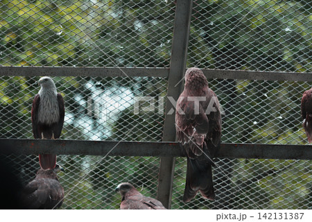 Multiple eagles or hawks perched on wooden bars inside a large wire mesh cage Multiple eagles or hawks perched on wooden bars inside a large wire mesh cage 142131387