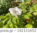 White Wild Rose Flower in Sunlight with Green Leaves and Red Rose Hips 142131652