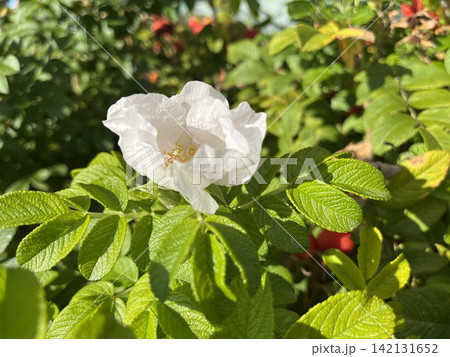 White Wild Rose Flower in Sunlight with Green Leaves and Red Rose Hips White Wild Rose Flower in Sunlight with Green Leaves and Red Rose Hips 142131652