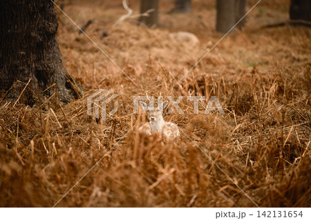 Young Fallow Deer Resting in Dry Grassland Young Fallow Deer Resting in Dry Grassland 142131654