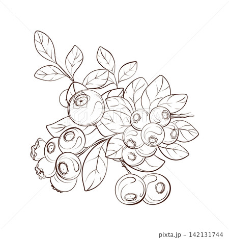 Blueberry botanical bouquet vector arrangement with ripe berries and leafy branches, fine line illustration for yogurt packaging, cosmetics, branding and stationery 142131744