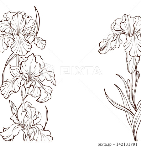 Iris vertical botanical frame vector, black white engraved illustration with flowers and foliage for wedding invitations, certificates, branding, stationery and book covers 142131791