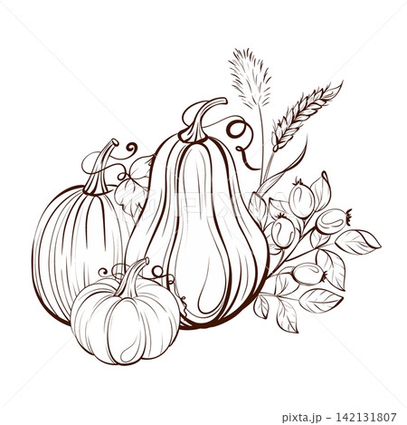 Harvest bouquet vector illustration black and white fine line drawing, pumpkins with cotton, wheat and rosehips for greeting cards, posters and calendars 142131807