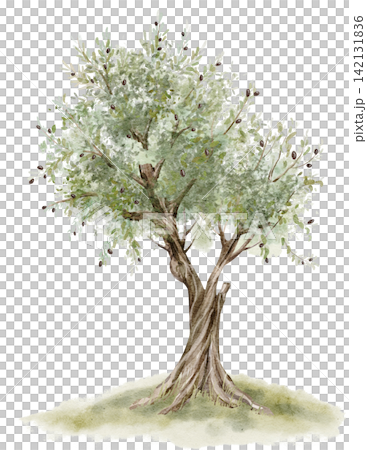 Olive tree watercolor illustration with silvery green foliage and ripe fruits isolated on background. Mediterranean botanical clipart for orchard, garden, harvest, agriculture and landscape designs. Olive tree watercolor illustration with silvery green foliage and ripe fruits isolated on background. Mediterranean botanical clipart for orchard, garden, harvest, agriculture and landscape designs. 142131836